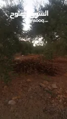  4 ارض مميزة للبيع في جيوس مساحات متعددة طابو منطقة بي..