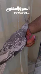  7 Hand tamed cockatiel