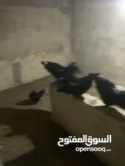  18 ديوك لمبرجيني و صيصان صحة و نظافة  بلدي للبيع