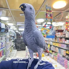  11 كاسكو مكاو كوكاتو امزون