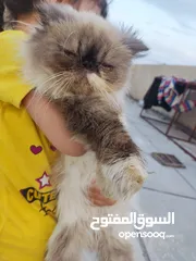  2 قطط بيت حوامل