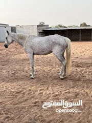  1 خيل   في راس الخيمة