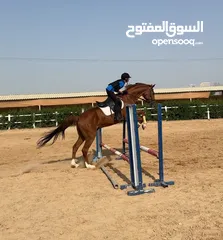  1 Jumping horse. Gelding