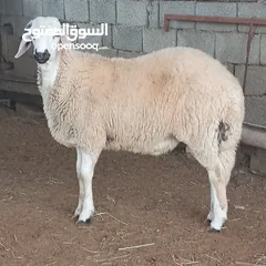 1 خروف للبيع