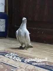  8 حمام قرقاطي