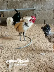  4 دجاج دجاج.