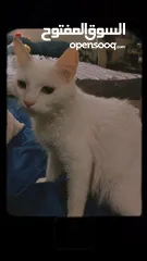  1 قطط للتبني مجانا - Free cats for adoption مجانا للتبني