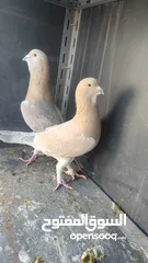  2 جواز حمام للبيع