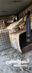  1 جوز مع فحل للبيع ..