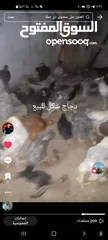  1 دجاج و فراخ انواع مشكل للبيع