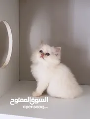  2 قطط هيمالايا بيور