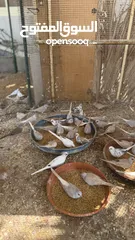  6 Dove bird pigeon دوف مكس للمهتمين للتربية منتج