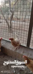  1 دجاج لوهمان