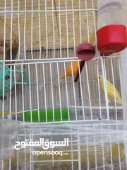  1 طيور كنار الوان جميله