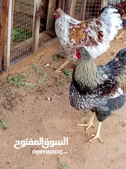  3 فراريج للبيع