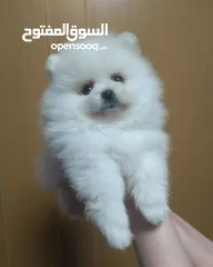  1 Lovely pomeranian puppies