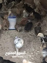  3 صوص بلدي الوان مختلفه