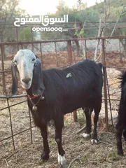  5 ما شاء اللة صخله للبيع عمرها خمس شهور ونص