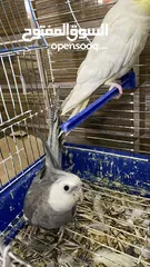  1 ببغائين الاسود ذكر و الابيض انثى نوعيتهم كوكتيل معهم قفص و عدت الطعام و الشراب السكنيه الخامسه