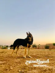  1 متاح ذكر ااااا