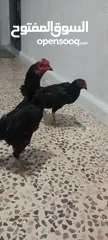  2 جاج باكستاني