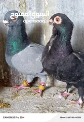  18 للبيع جواز منتجة