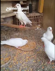  3 حمام لاحم فرنسي شغال  للبيع