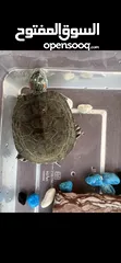  4 Turtles with Aquarium