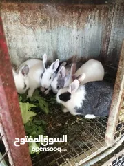  11 متوفر لزبائنها الكرام / زغاليل بلدي للاكل/ حمام فرنسي للذبح / ارانب نخب اول التفاصيل بالوصف