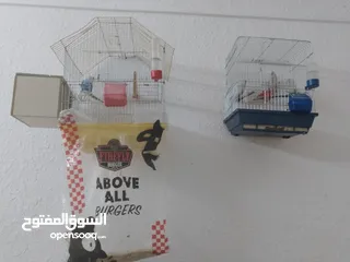  5 طيور حب للبيع