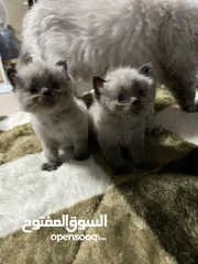  12 قطط عمرها 3 شهور