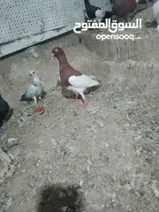  14 متاح جوز ماشاءالله موجودات طبربور