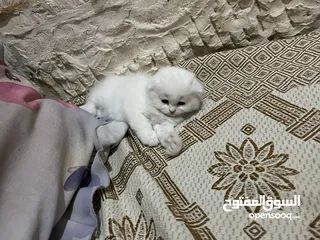  8 قطط سكوتش فولد