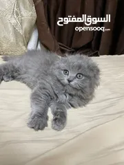  6 قطط سكوتش فولد
