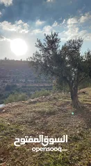  1 ارض للبيع بتفوح بسعر مناسب جداً