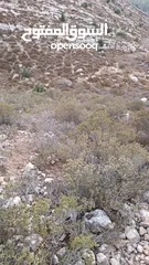  1 ارض للبيع نصف دونم ارض للبيع في ابو اشخيدم