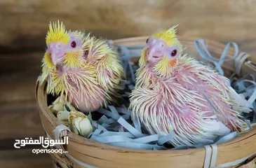  1 فراخ كوكتيل لاتينو صحة ونظافة عين حمرا وبالصلاة على النبي .