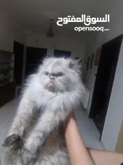  4 قططايه للبيع