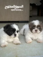  2 Havanese puppy