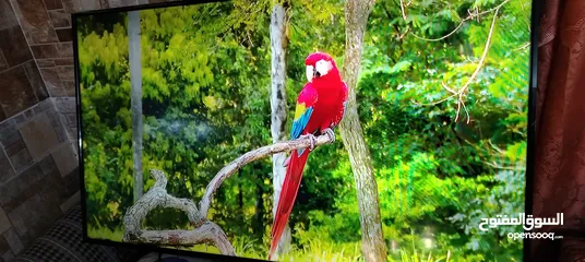  2 شاشه سكاي وورث 50 ال اي دي