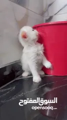  5 قــطــط لــلــبــيــع