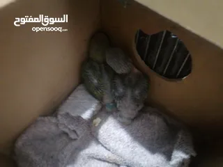  9 فراخ روز لزق اليدوي