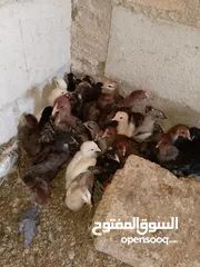  5 الصيصان بلدي نخب