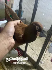  2 حمام للبيع جاوا اقرا النص