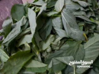  3 ملوخيه ورق وملوخيه ناشفه مفروكه وناعمه بدون عيدان مغسله ومنقبه وجاهزه لطبخ