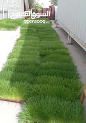  7 استنبات شعير  شعير مستنبت Sprouted   صواني استنبات شعير Barley germination barley