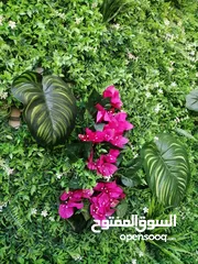  14 عشب جداري & عشب صناعي & نجيل صناعي & grass wall & wall grass & green wall