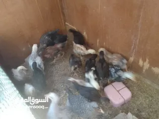  2 صيصانوعددتقريبا 20صوص وديوك عدد 4