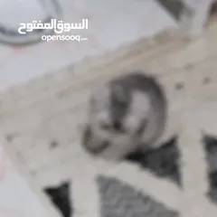  3 للبيع قط سكوتش ستريت  من ام وابو