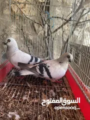  13 جواز حمام للبيع كوم